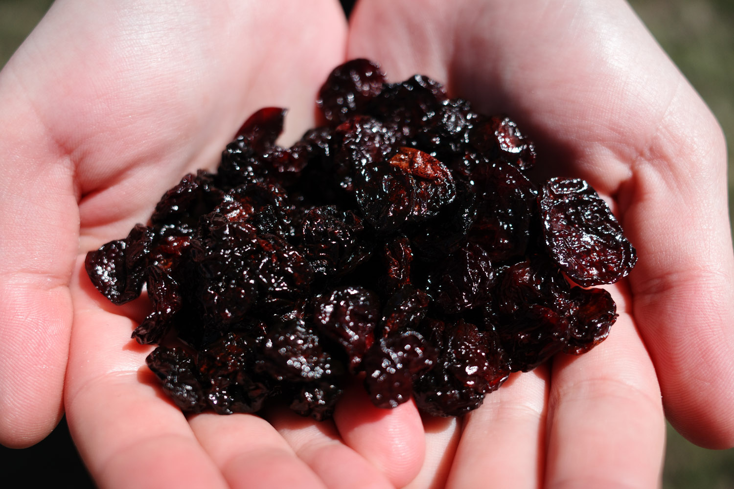 Pile of dried tart cherries held in a woman’s hands.