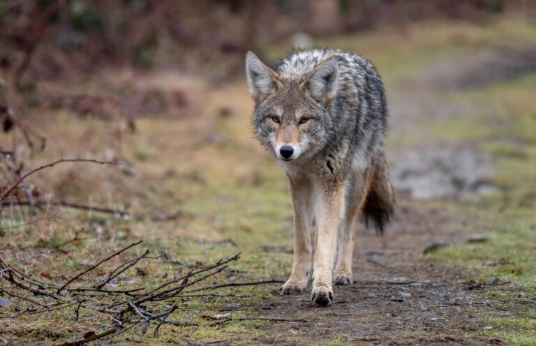 Coyote on a dirt path walking towards the camera.