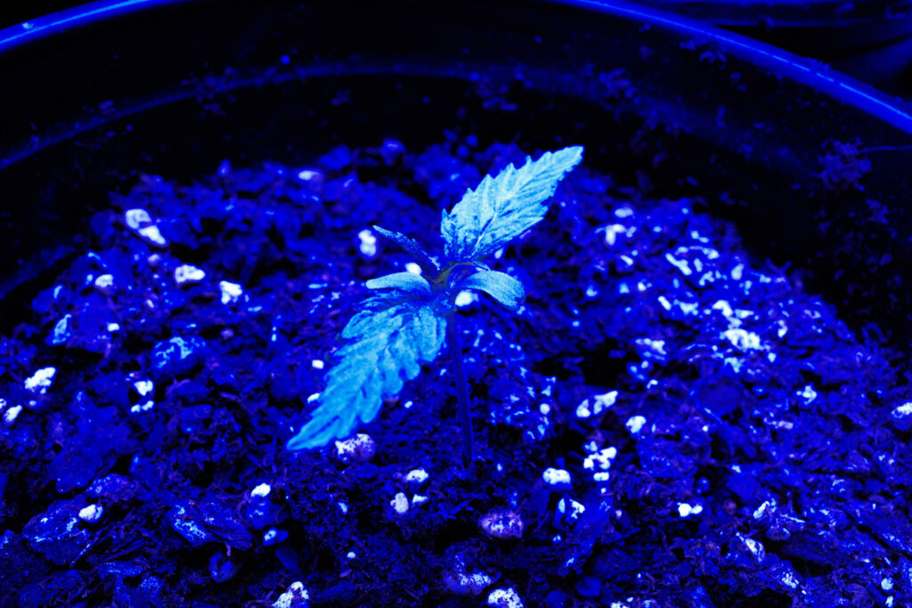 Cannabis plant in a pot glowing under blue grow light.