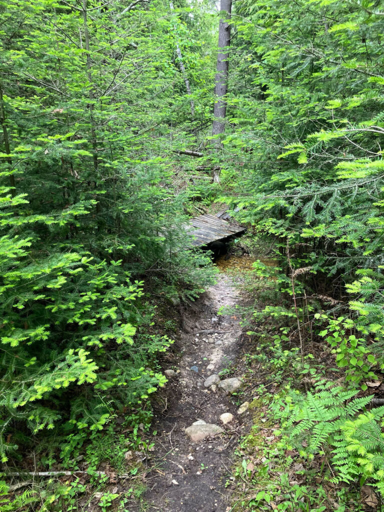 Dirt path leading into vibrant green pine forest.