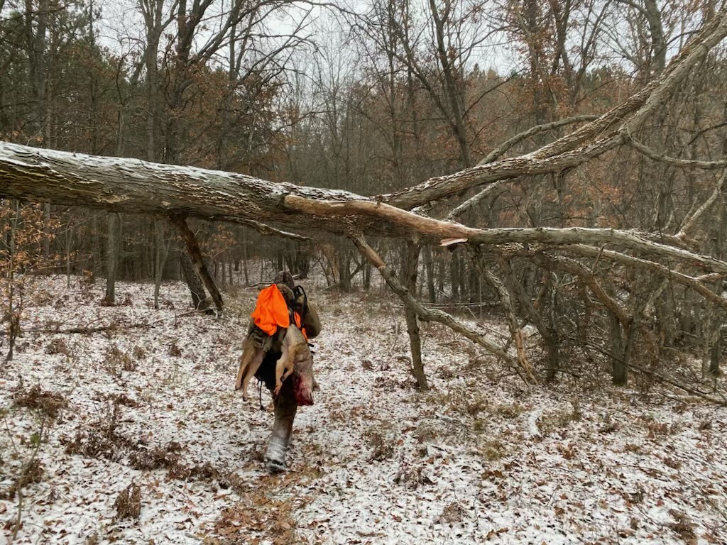 Hunter with rifle slung on back and orange vest walking in the snowy woods with bloody coyote carcass on his shoulder.