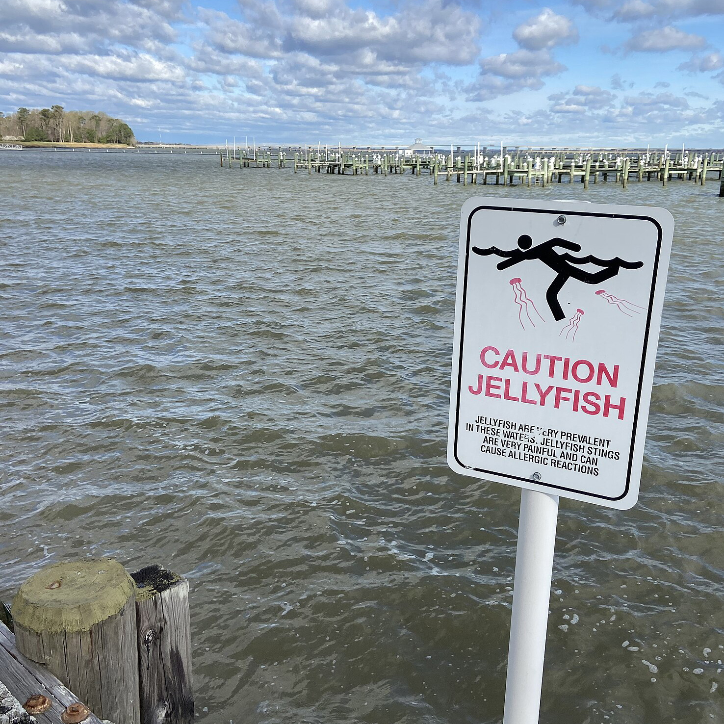 Sign near salt water reading “caution, Jellyfish”