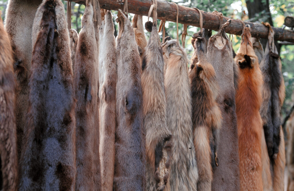 Fur pelts hanging on wooden pole.