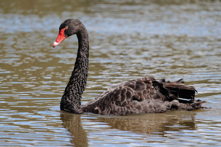 Photo of a black swan in a lake.