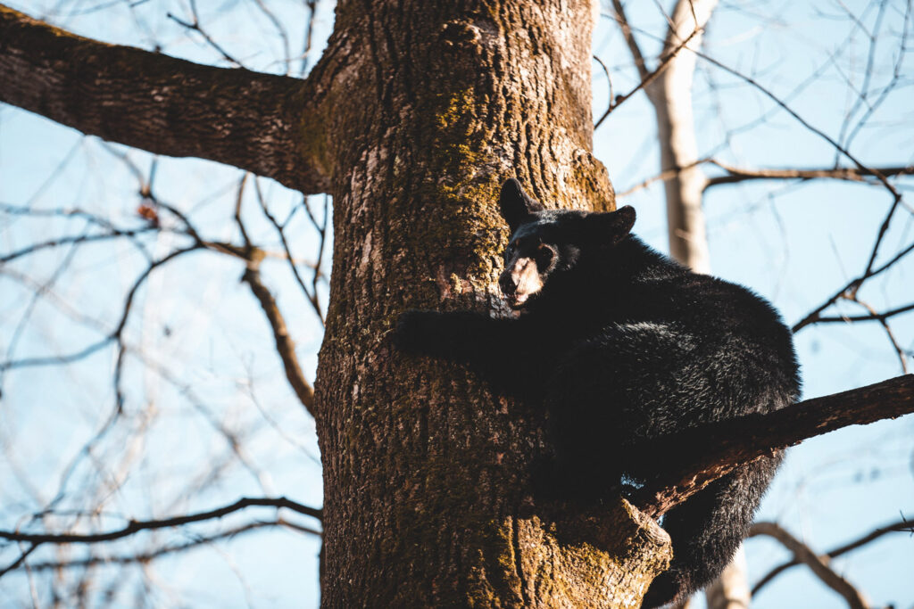 Black bear climbing a tree.