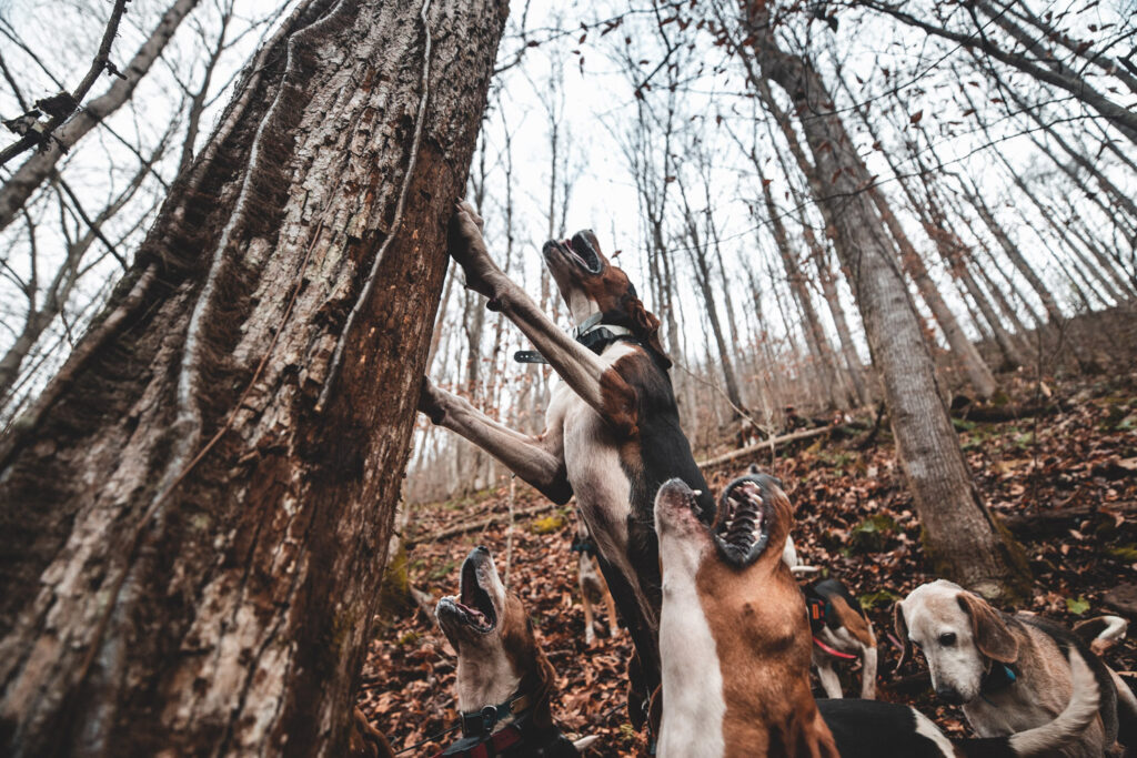 Dogs barking at the foot of a tree in the woods.
