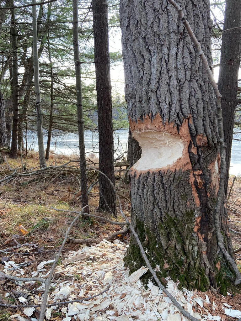 Large beaver bite and wood shavings at the site of a tree near a lake.