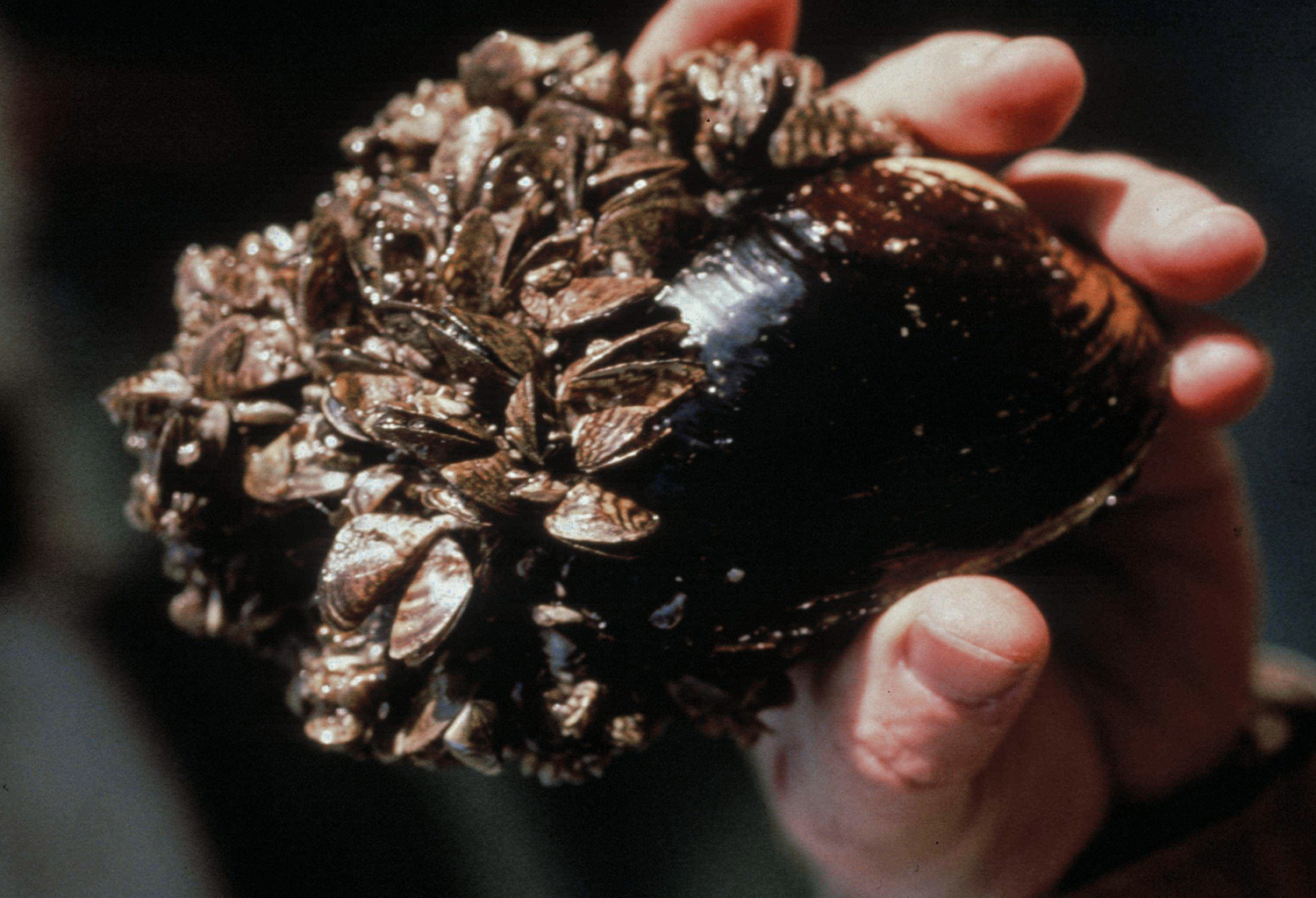 Zebra mussels sitting on regular mussel.