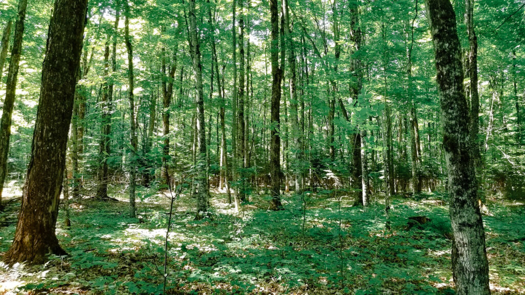 Green forest in Michigan.