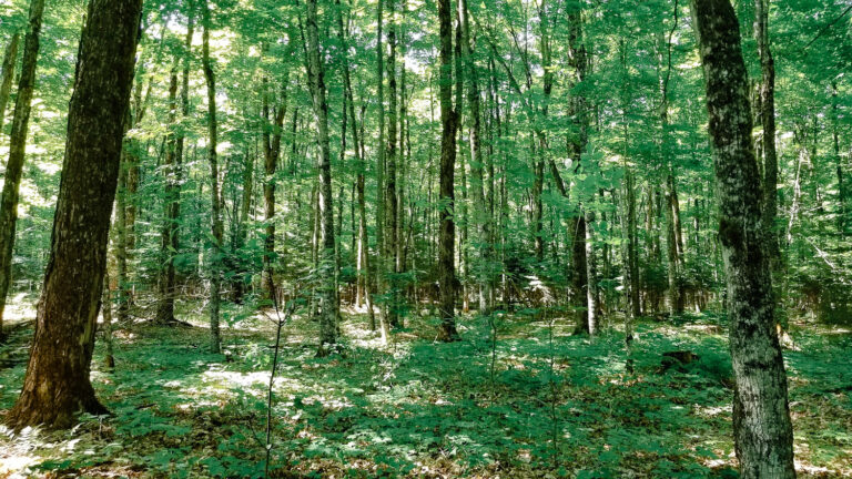 Green forest in Michigan.