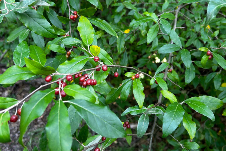 Close up photo of "autumn olive" plant.