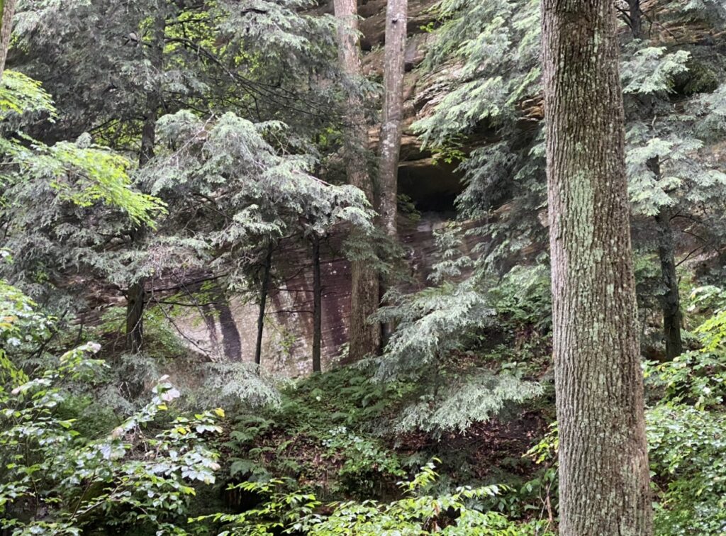 Appalachian forest.