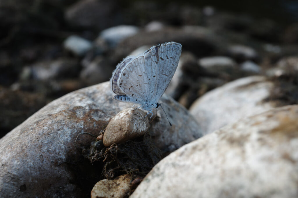 Butterfly perched on rock.