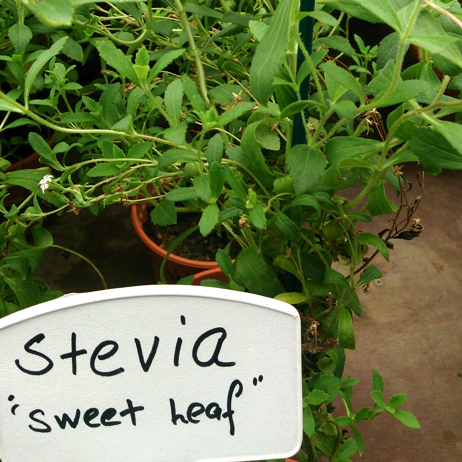 Stevia plant with sign labeled "Stevia Sweet Leaf"