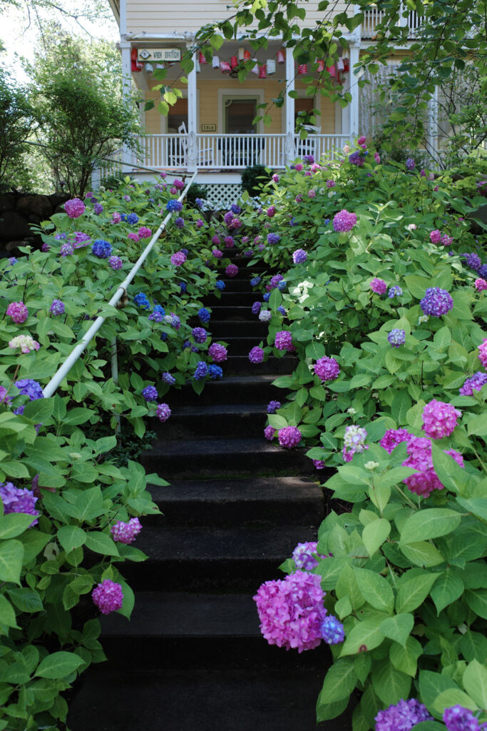 Old pipe railing flanked by colored flowers and green leaves.