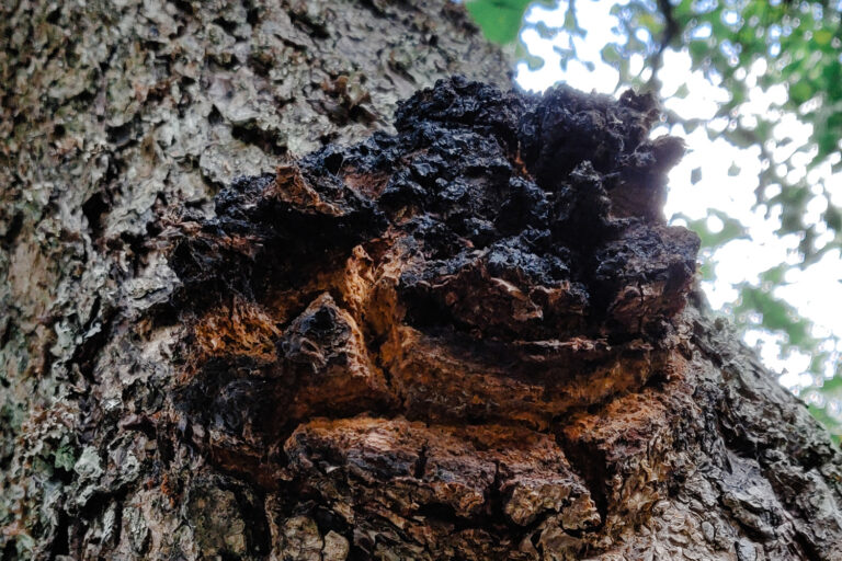 Chaga mushroom on tree.