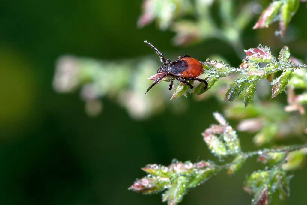 Tick on green leaf.