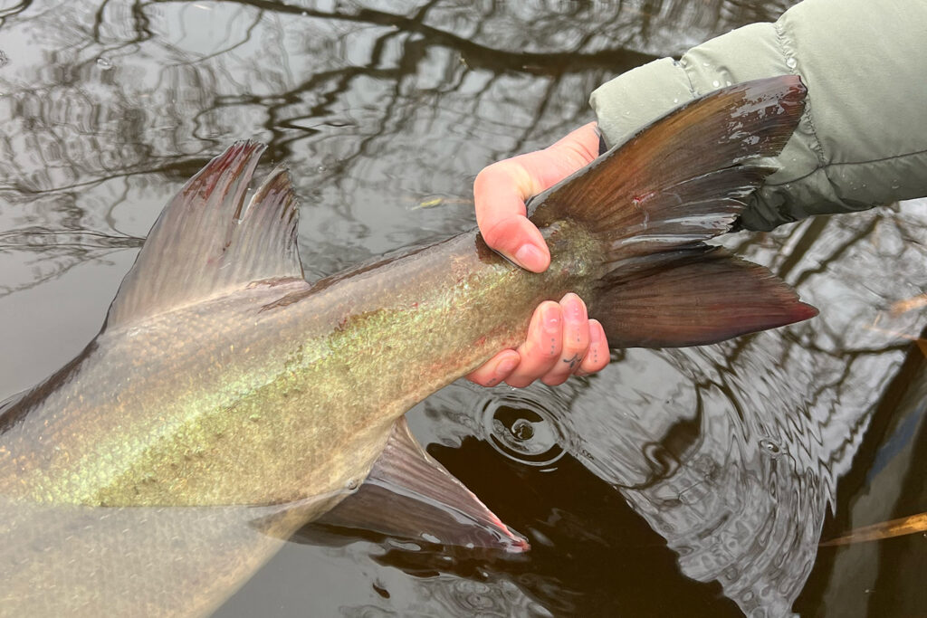 Man holding trout by the tail.