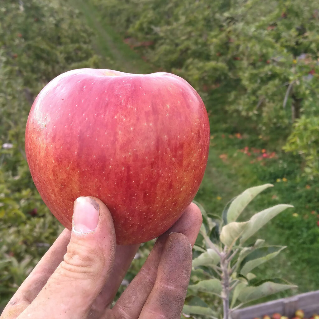 apple in hand in orchard