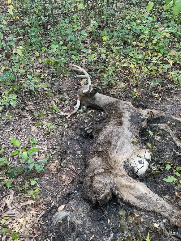 Deer carcass dead from EHD