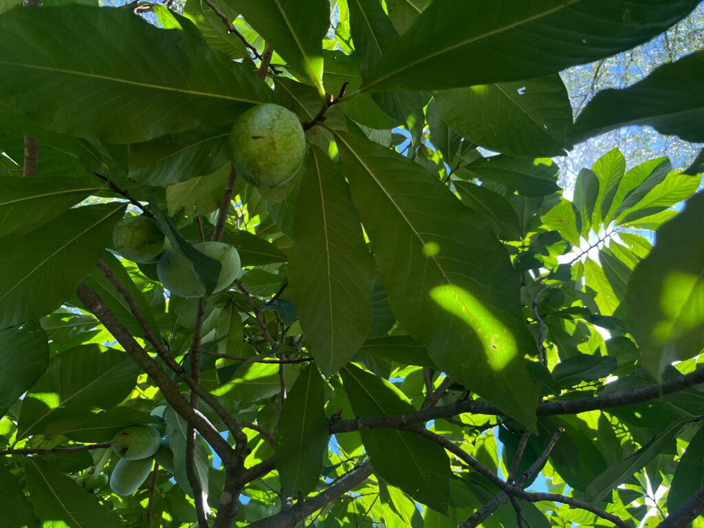 Paw Paw fruit on tree.