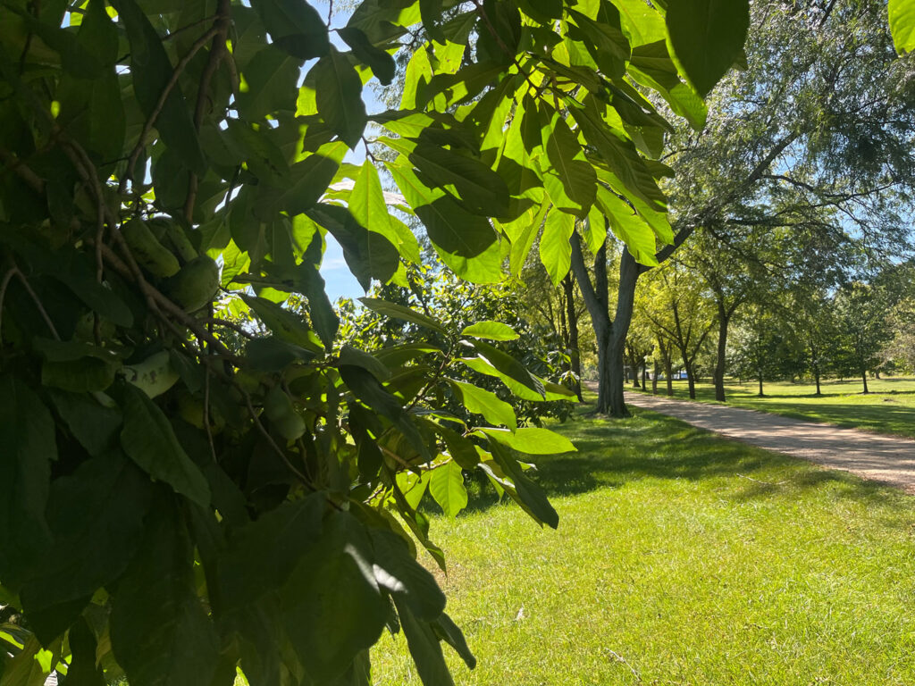 My Hunt for the Paw Paw, Michigan’s Elusive Tropical Fruit - Michigan ...