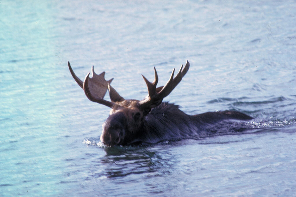 Moose swimming in water near Isle Royale in Michigan.