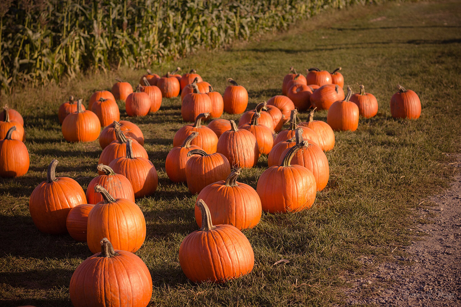 pumpkins in a field