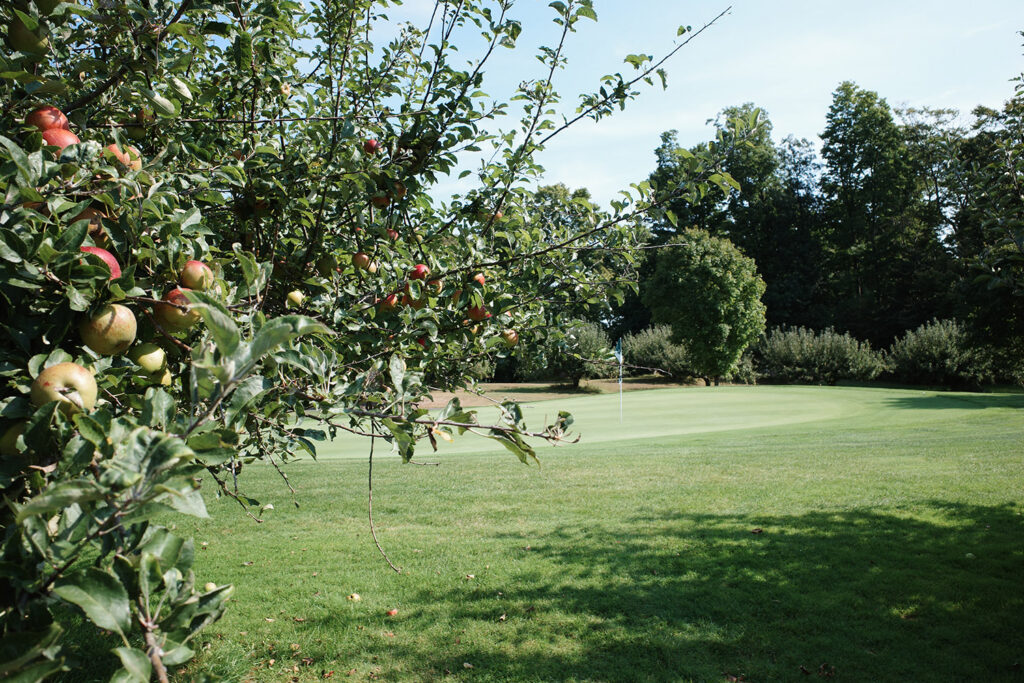 Apple tree next to green on golf course.