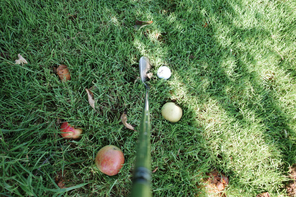 Golf club addressing ball on grass with apples scattered on ground.