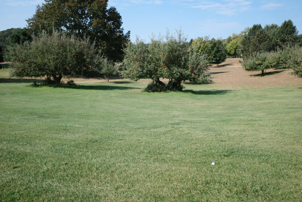 Golf ball on fairway with apple trees adjacent.