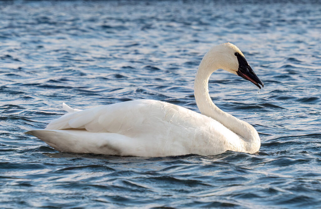 Trumpeter swan.