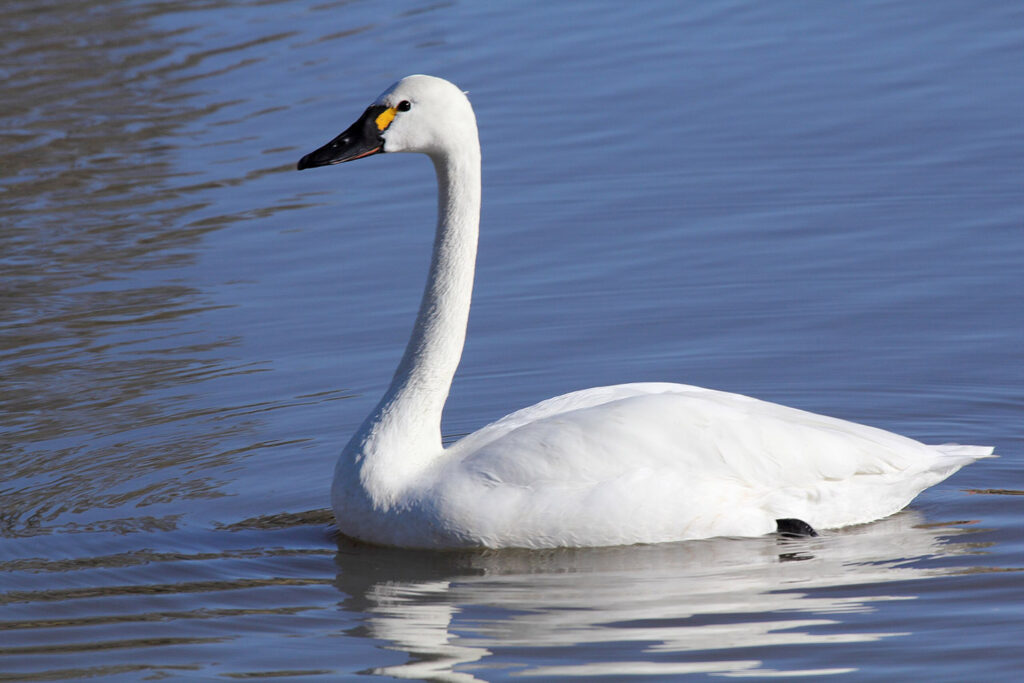 Tundra Swan