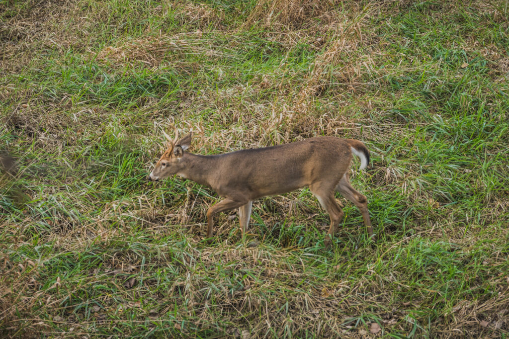 Deer walking on grass.