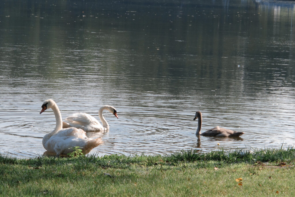 Mute swans on lake.