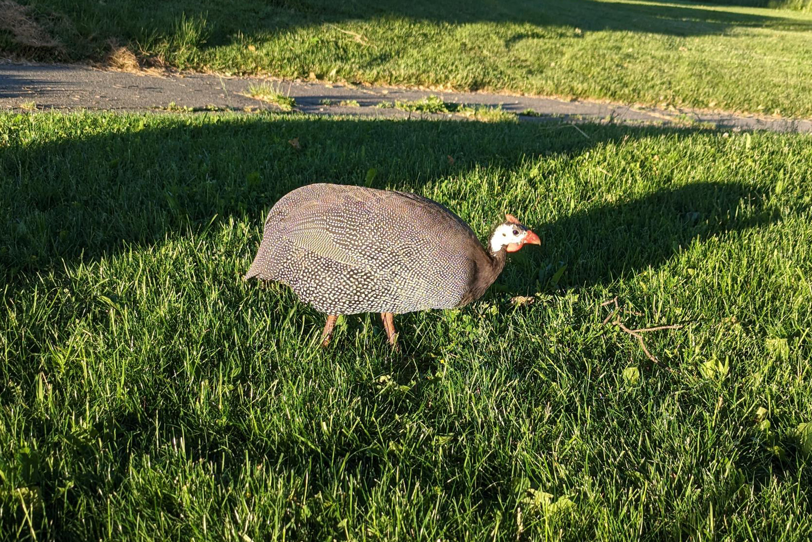 Guinea Fowl on grass.