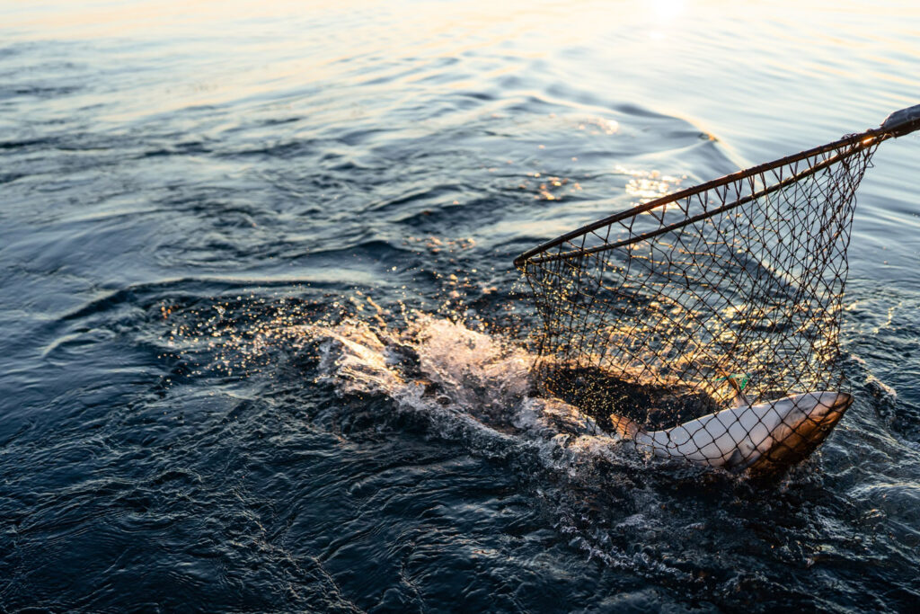 Salmon in hand held net.