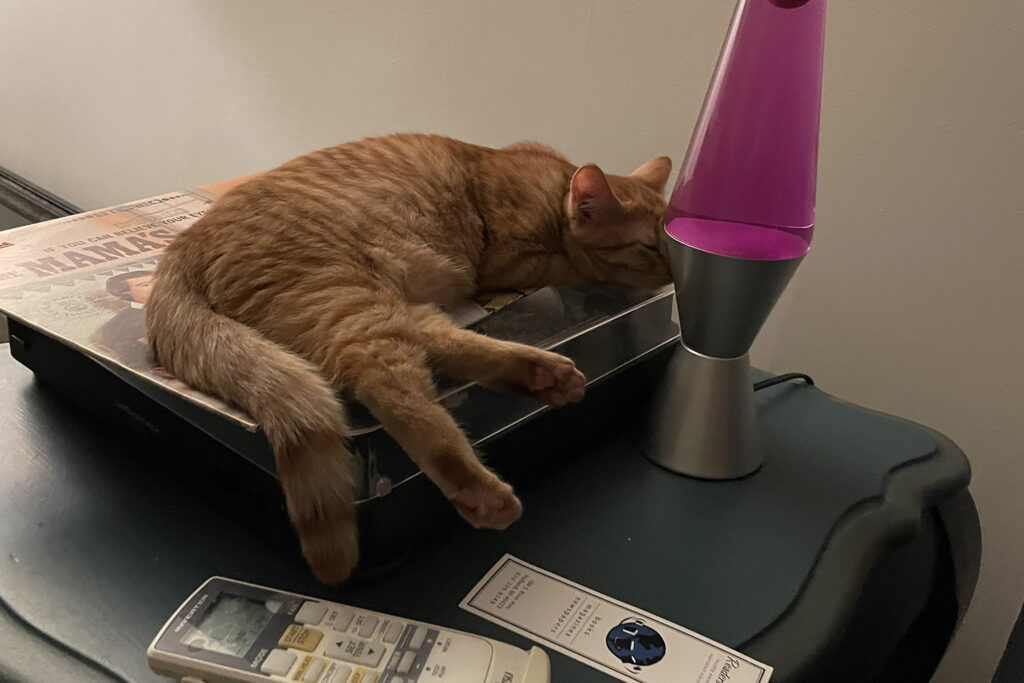 Cat on top of turntable next to lava lamp.