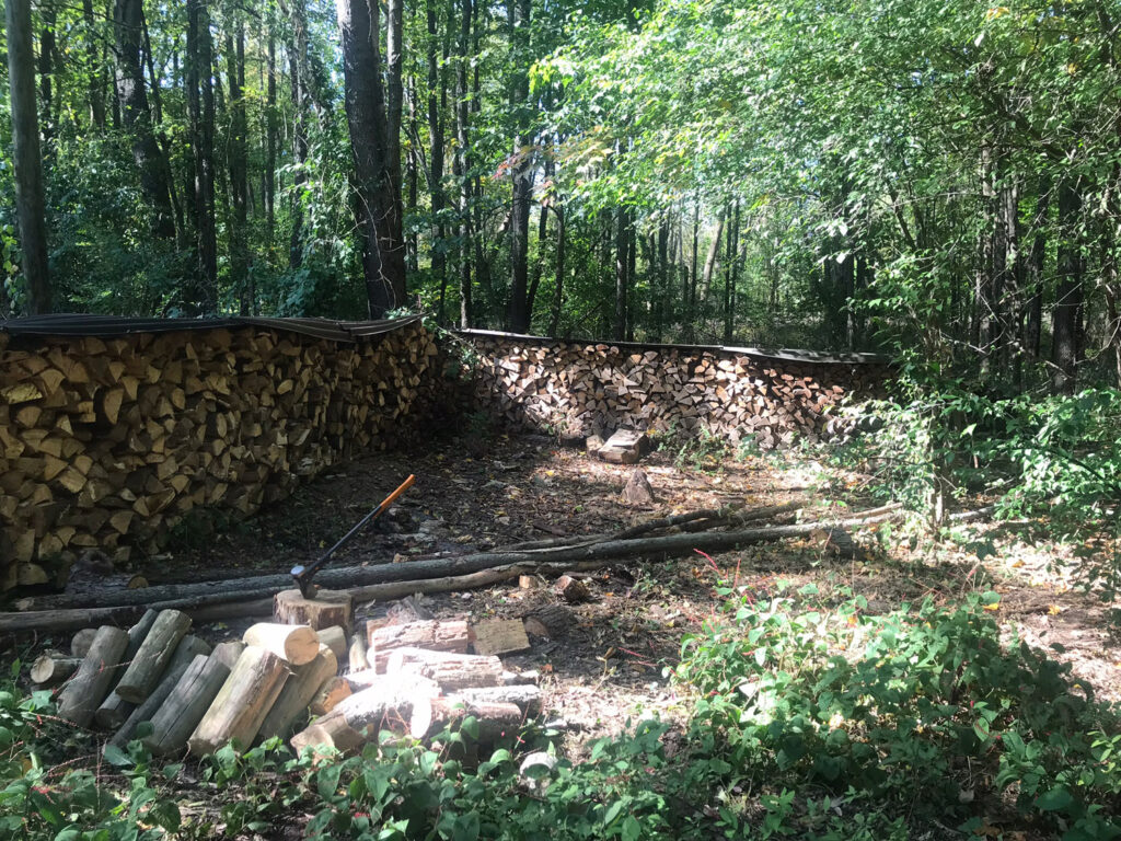 Pile of cut logs in forest.