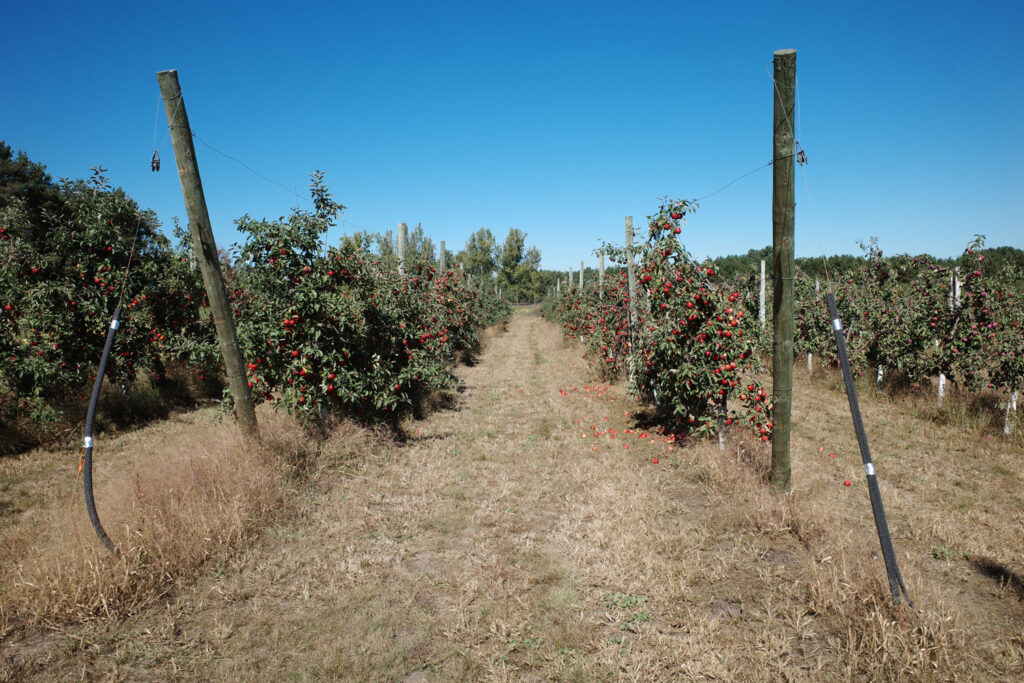 Apple orchard.