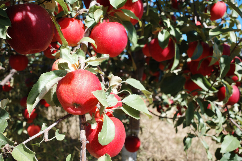 Apples on tree.