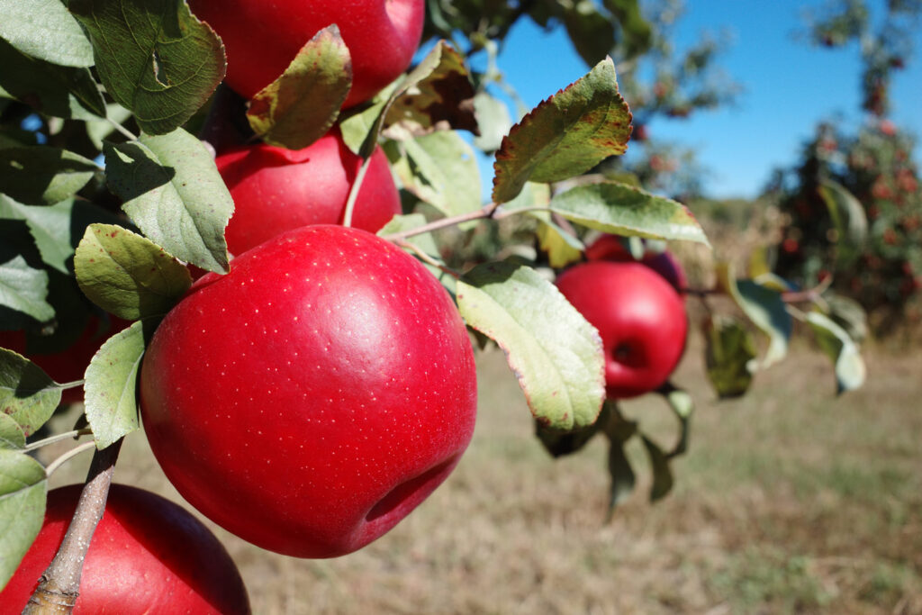 Apples on tree.