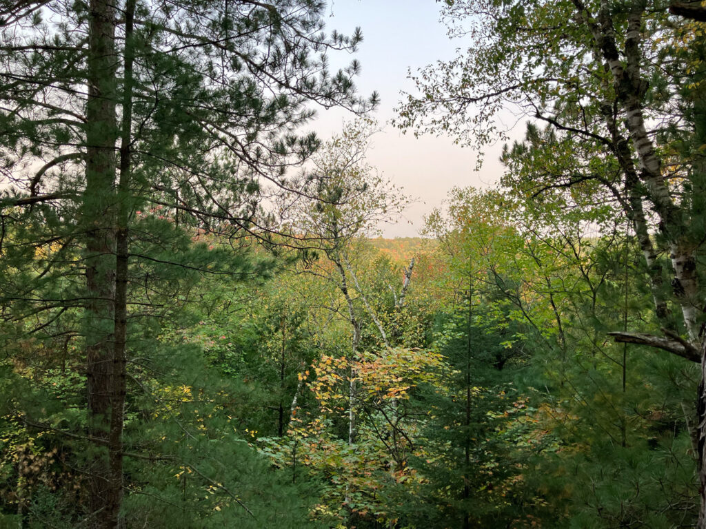 View of forest in the UP