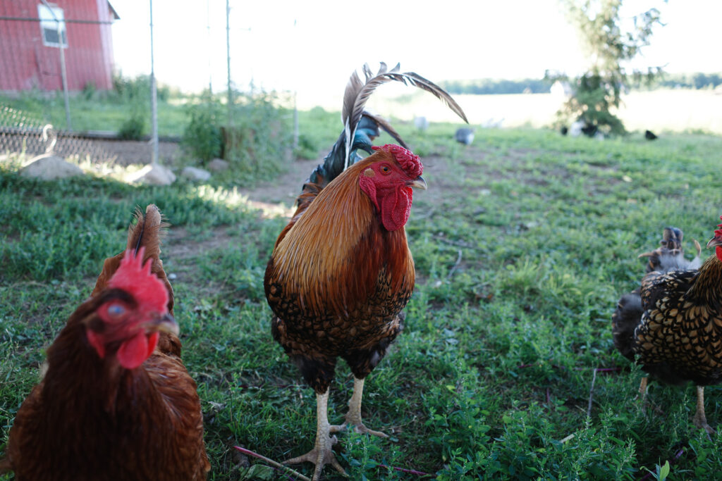 Rooster with hens.