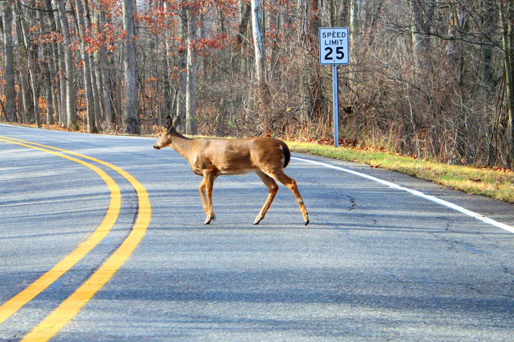 Deer crossing road. Road sign in background says "Speed Limit 25"