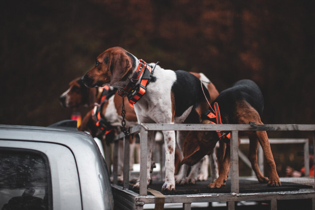 Dogs on back of pickup truck