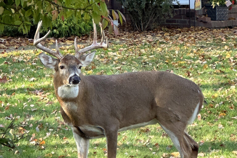 Deer in suburban lawn