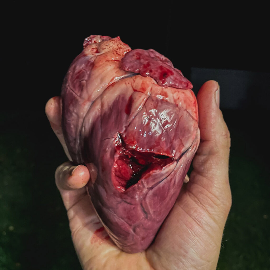 Raw deer heart with bite taken out of it