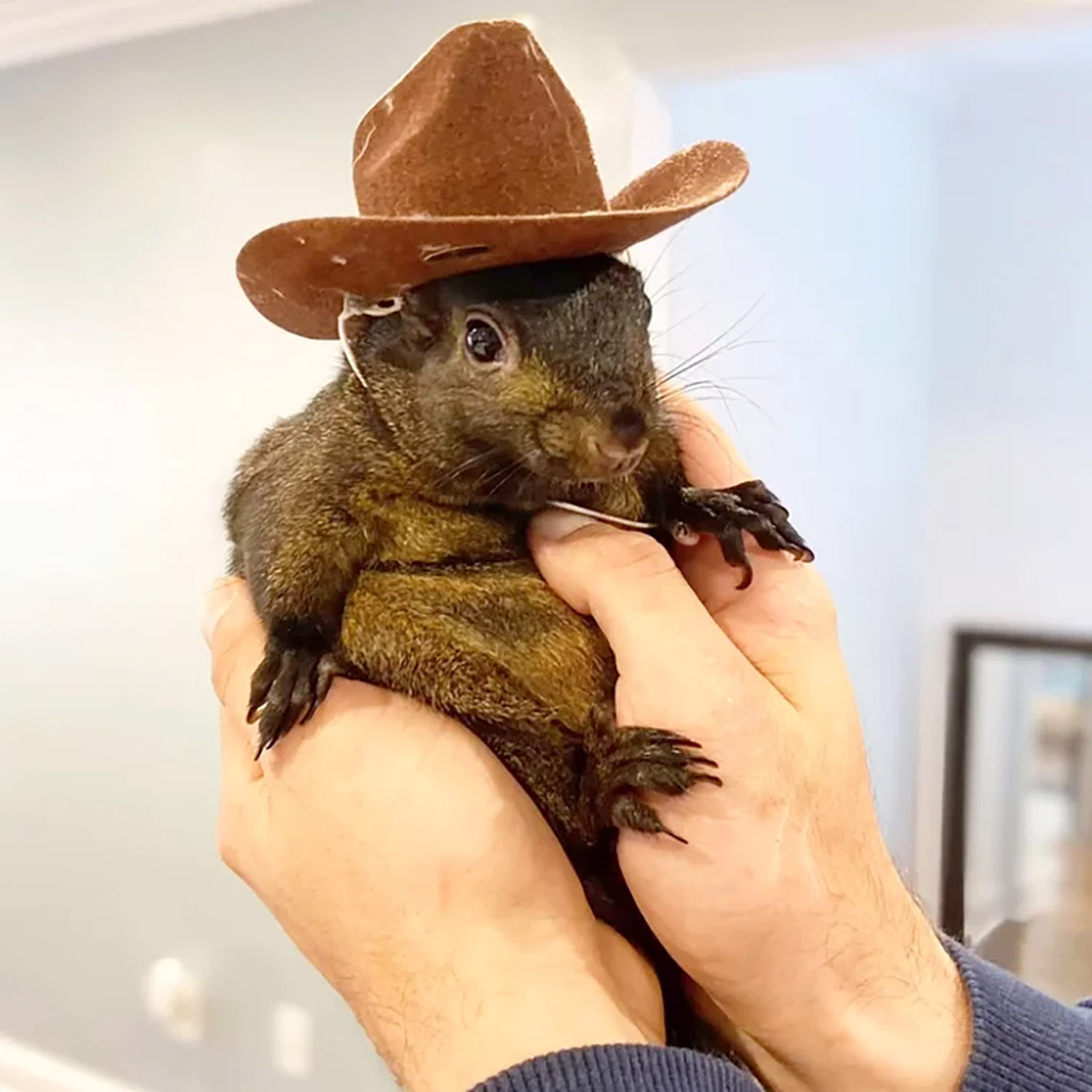 Squirrel in Cowboy Hat in man's hands