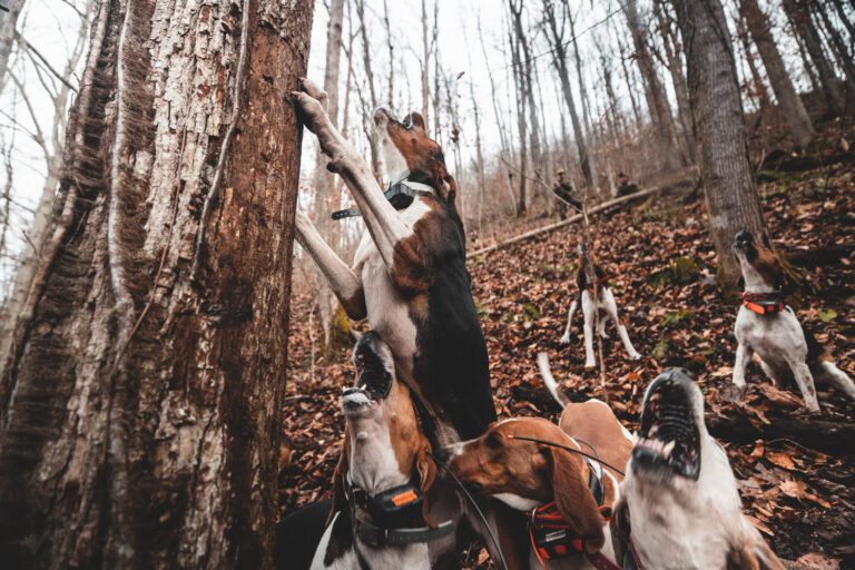 Dogs barking at foot of tree